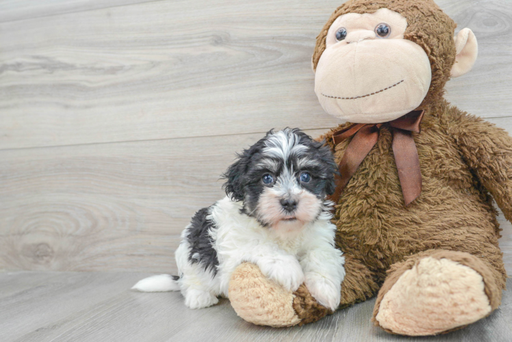 Small Havanese Baby