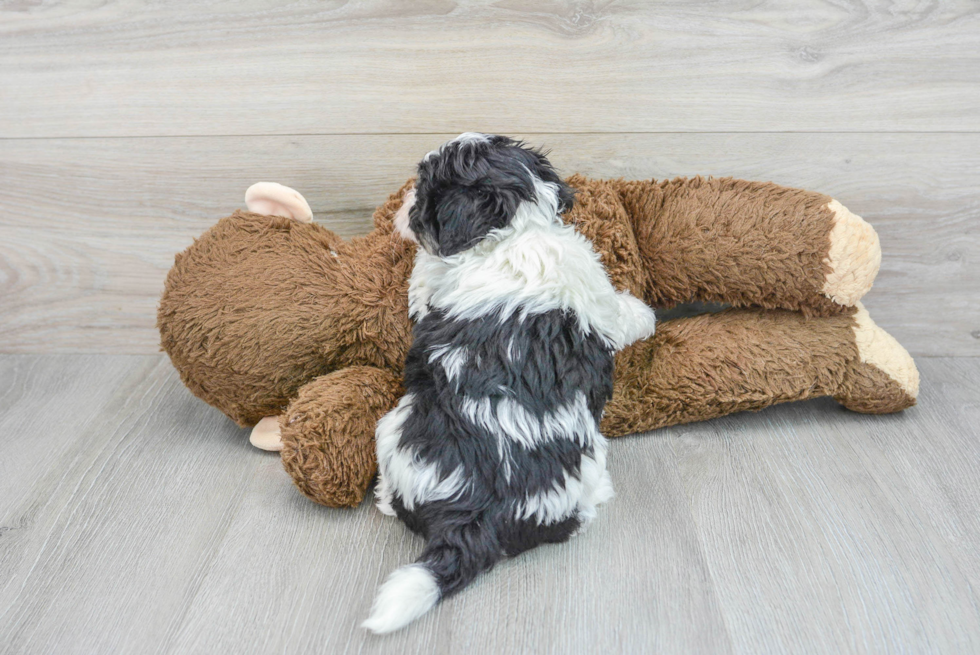 Havanese Puppy for Adoption