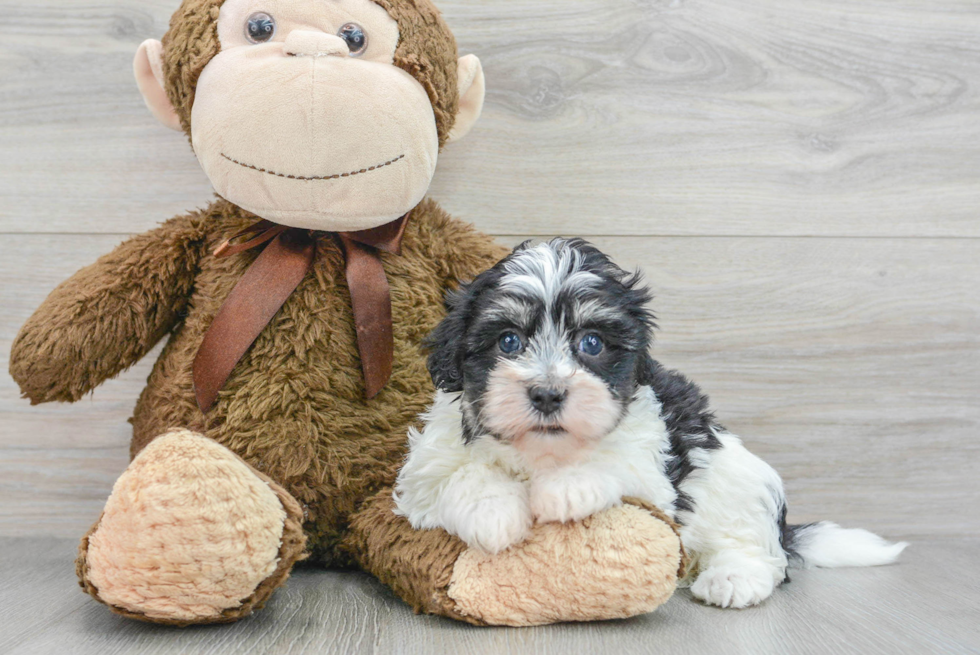 Small Havanese Baby