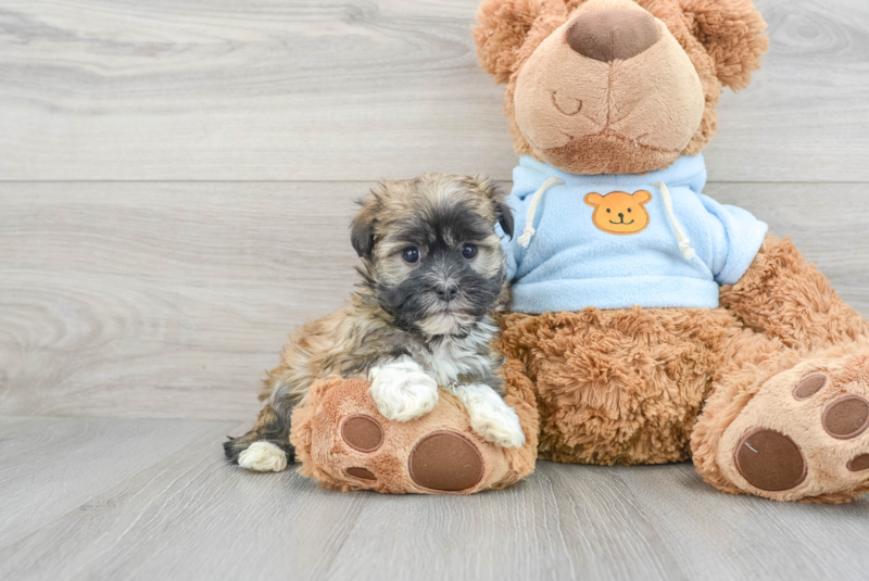 Meet Tandy - our Havanese Puppy Photo 1/3 - Premier Pups