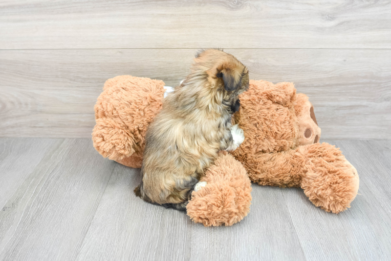 Meet Tandy - our Havanese Puppy Photo 2/3 - Premier Pups