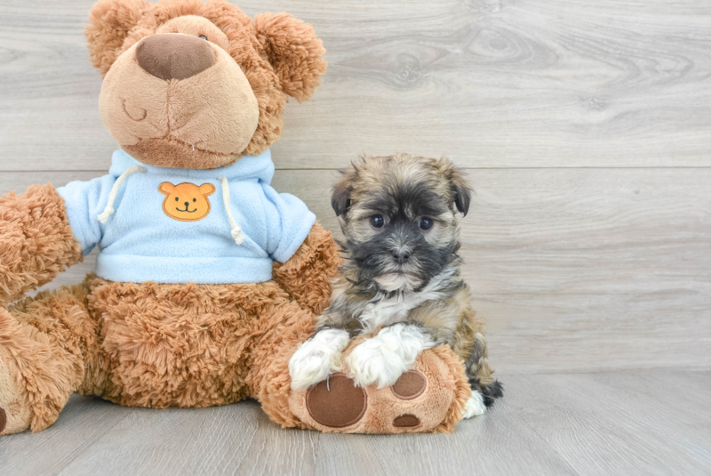 Meet Tandy - our Havanese Puppy Photo 3/3 - Premier Pups