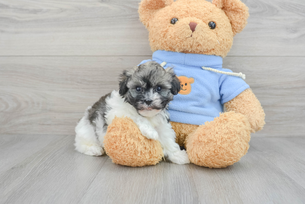 Small Havanese Purebred Pup