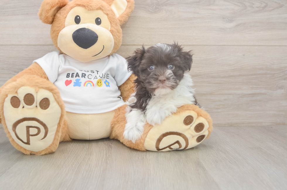 5 week old Havanese Puppy For Sale - Premier Pups