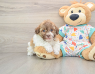 5 week old Havanese Puppy For Sale - Premier Pups