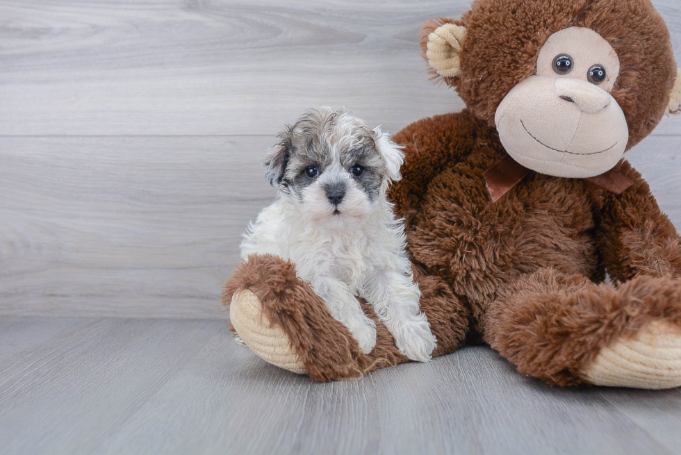 Havanese Puppy for Adoption