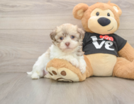 5 week old Havanese Puppy For Sale - Premier Pups
