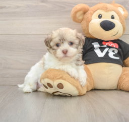 6 week old Havanese Puppy For Sale - Premier Pups
