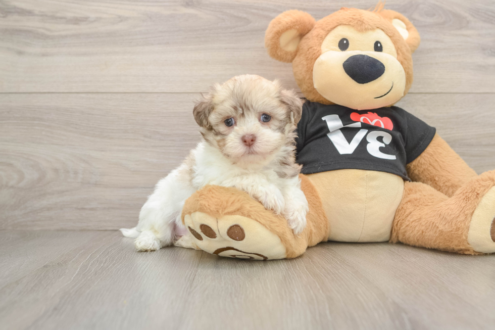 Best Havanese Baby