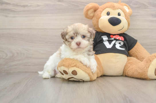 Best Havanese Baby