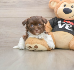 5 week old Havanese Puppy For Sale - Premier Pups