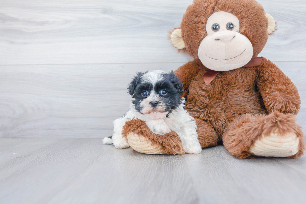 Playful Havanese Baby