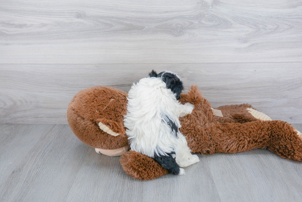 Sweet Havanese Purebred Puppy