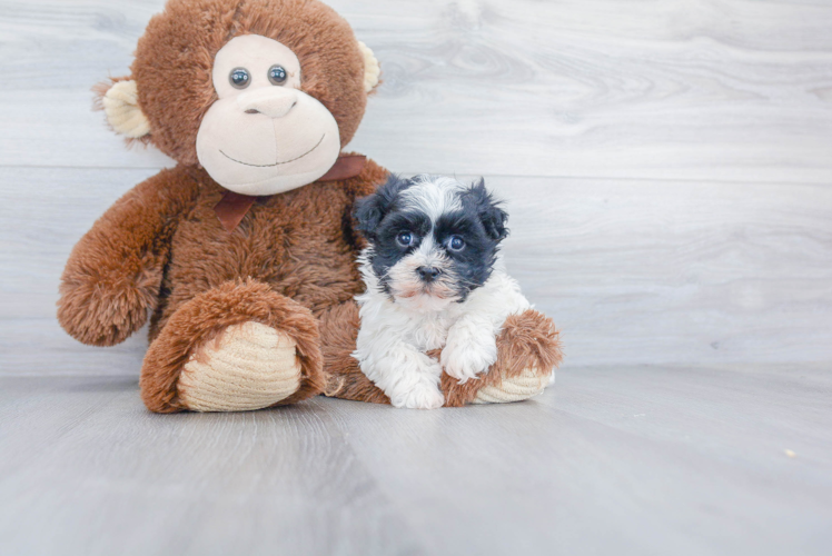 Havanese Puppy for Adoption