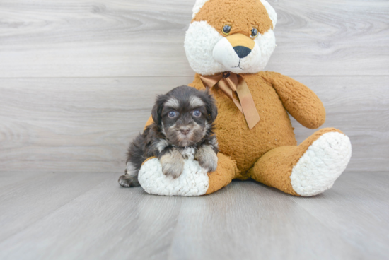 Friendly Havanese Baby