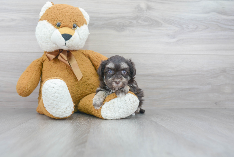 Friendly Havanese Baby