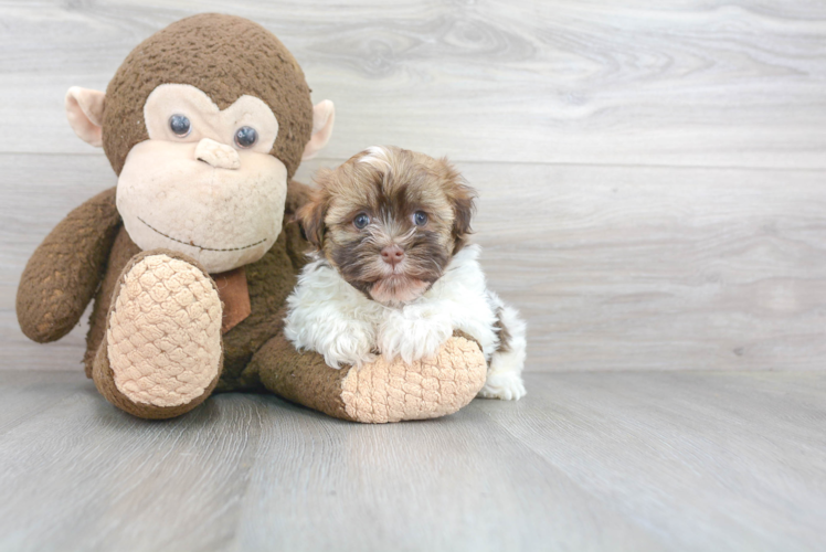 Havanese Puppy for Adoption