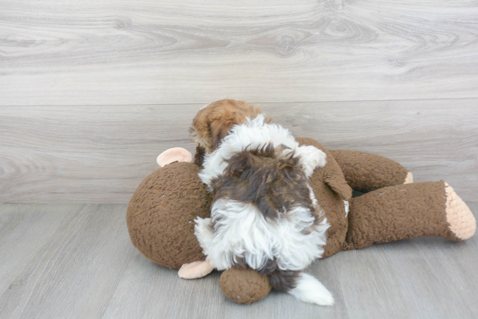 Playful Havanese Purebred Pup