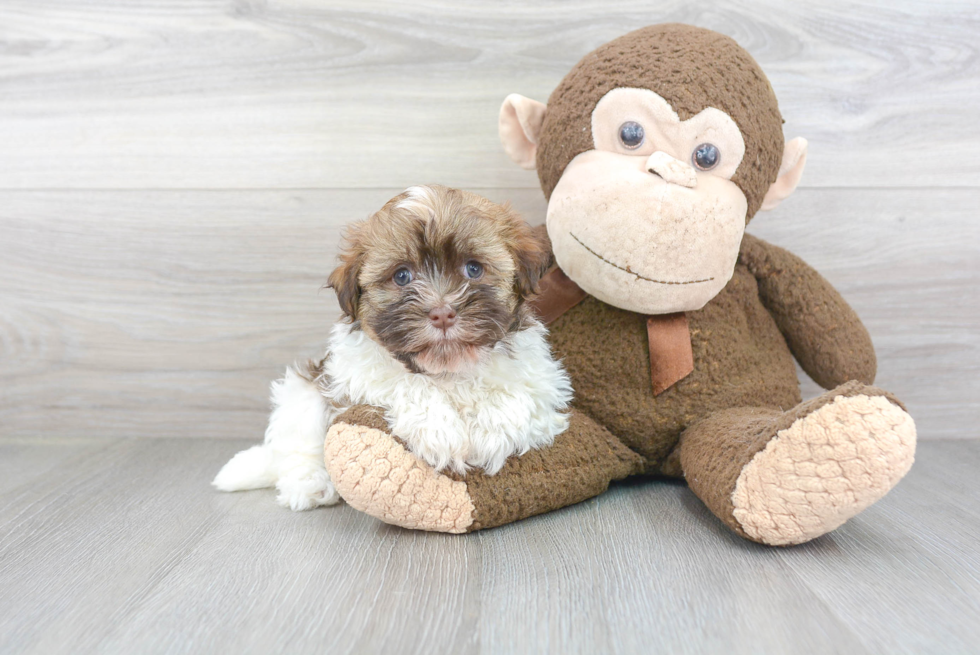 Havanese Pup Being Cute