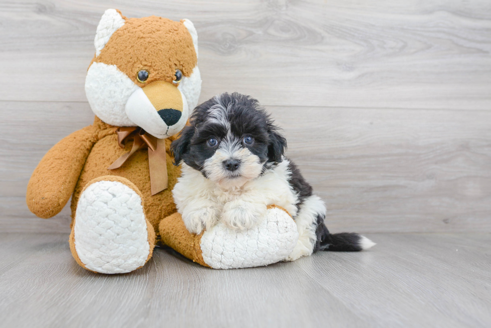 Havanese Puppy for Adoption