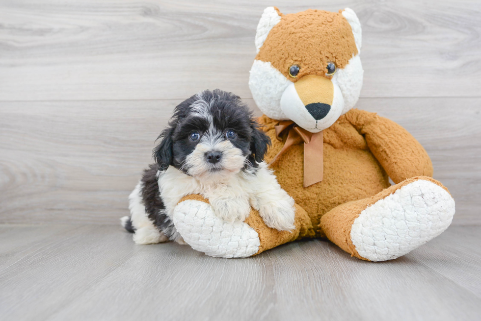 Friendly Havanese Purebred Pup