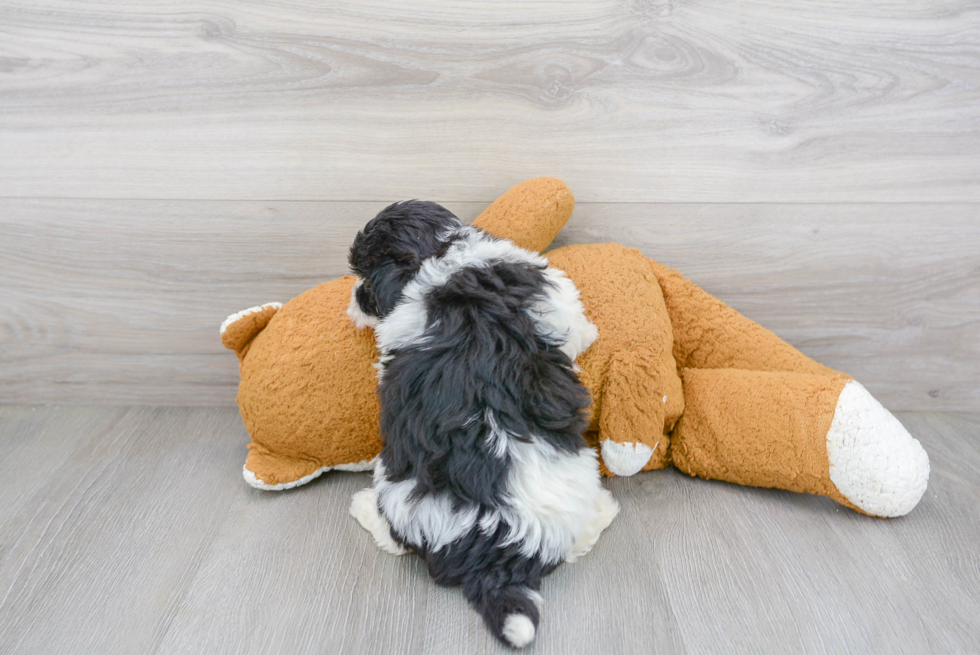 Smart Havanese Purebred Puppy