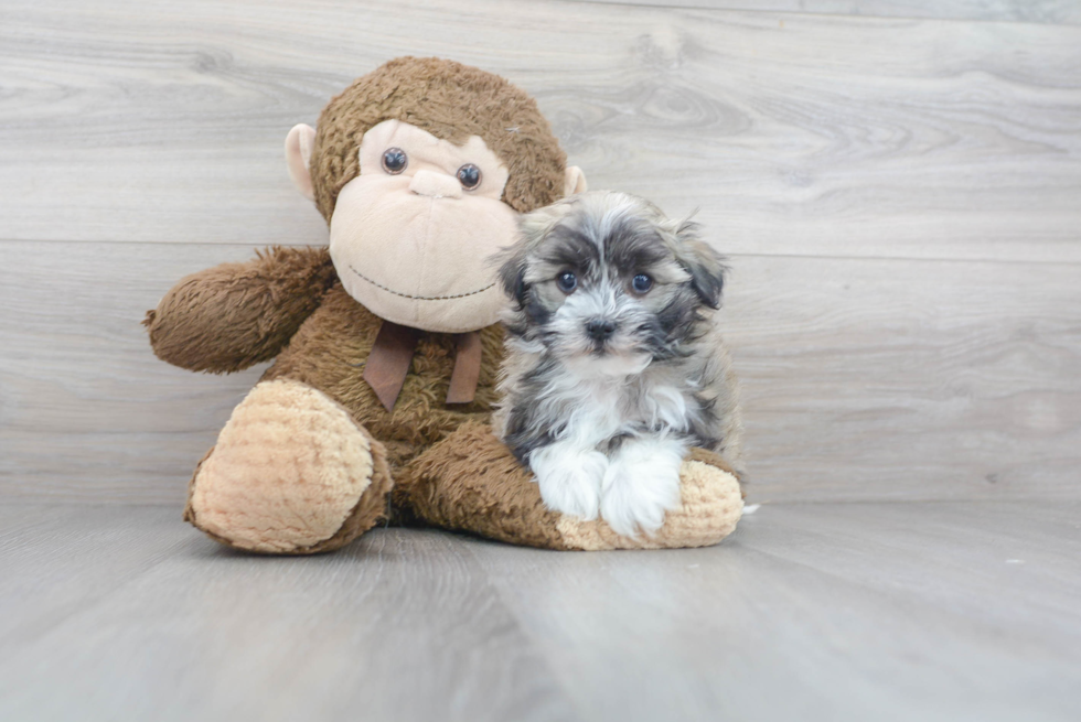 Little Havanese Purebred Pup