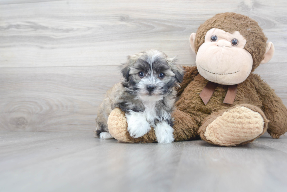 Petite Havanese Purebred Puppy