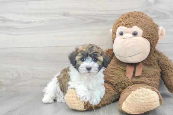 Funny Havanese Purebred Pup