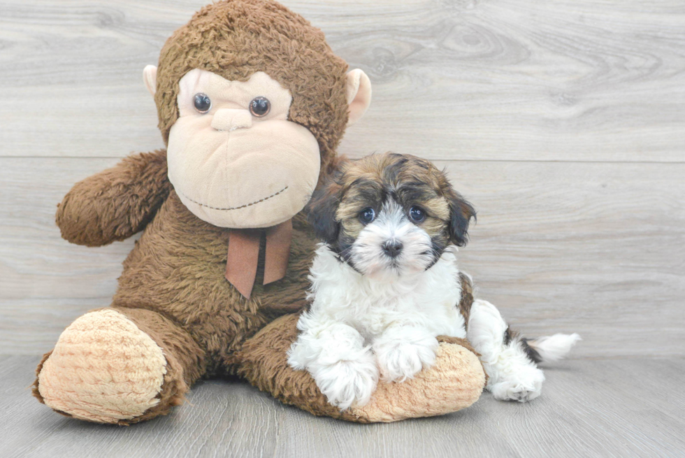 Hypoallergenic Havanese Baby