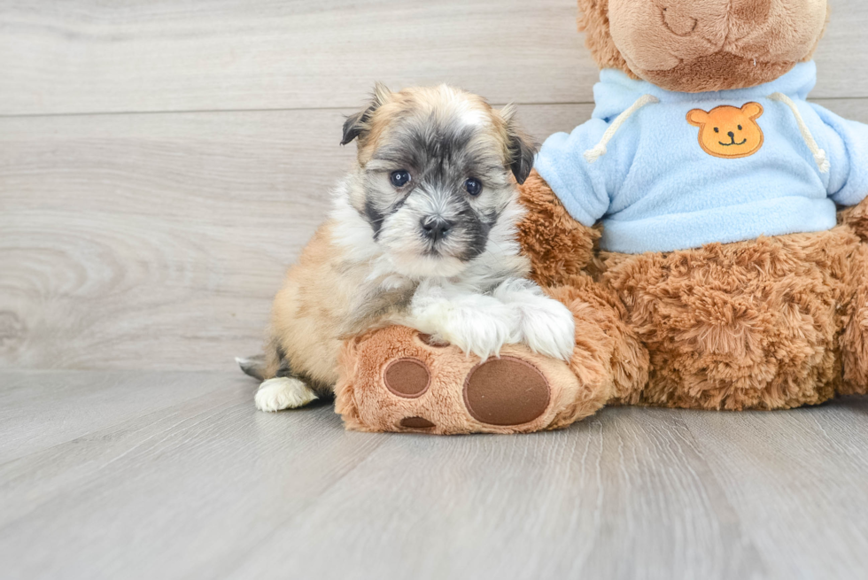 Best Havanese Baby