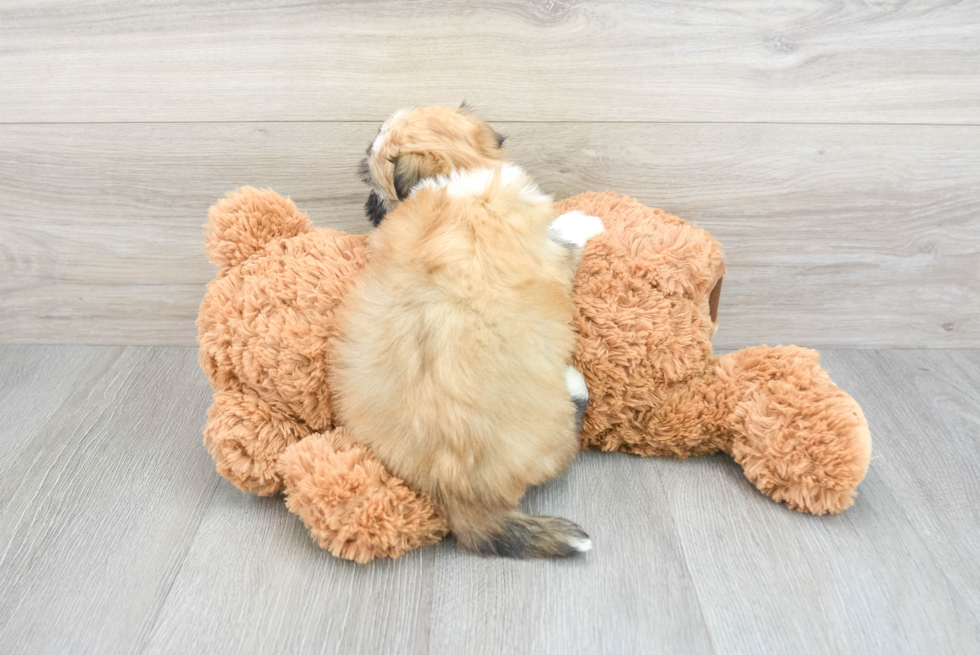Friendly Havanese Baby