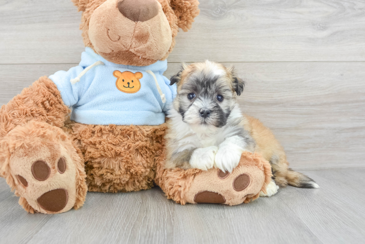 Havanese Pup Being Cute