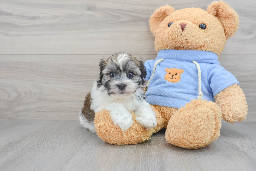 Funny Havanese Baby