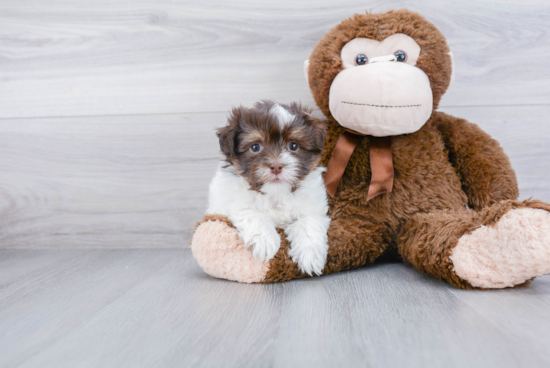 Havanese Pup Being Cute