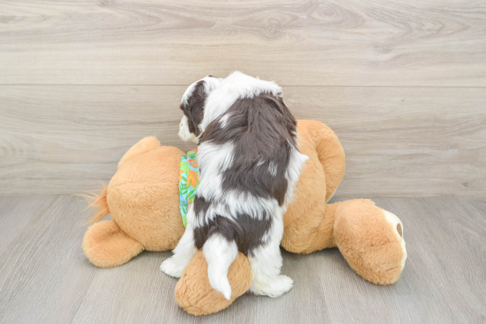Friendly Havanese Purebred Pup