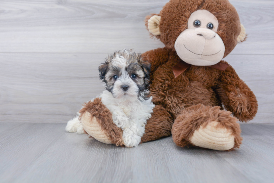 Havanese Puppy for Adoption