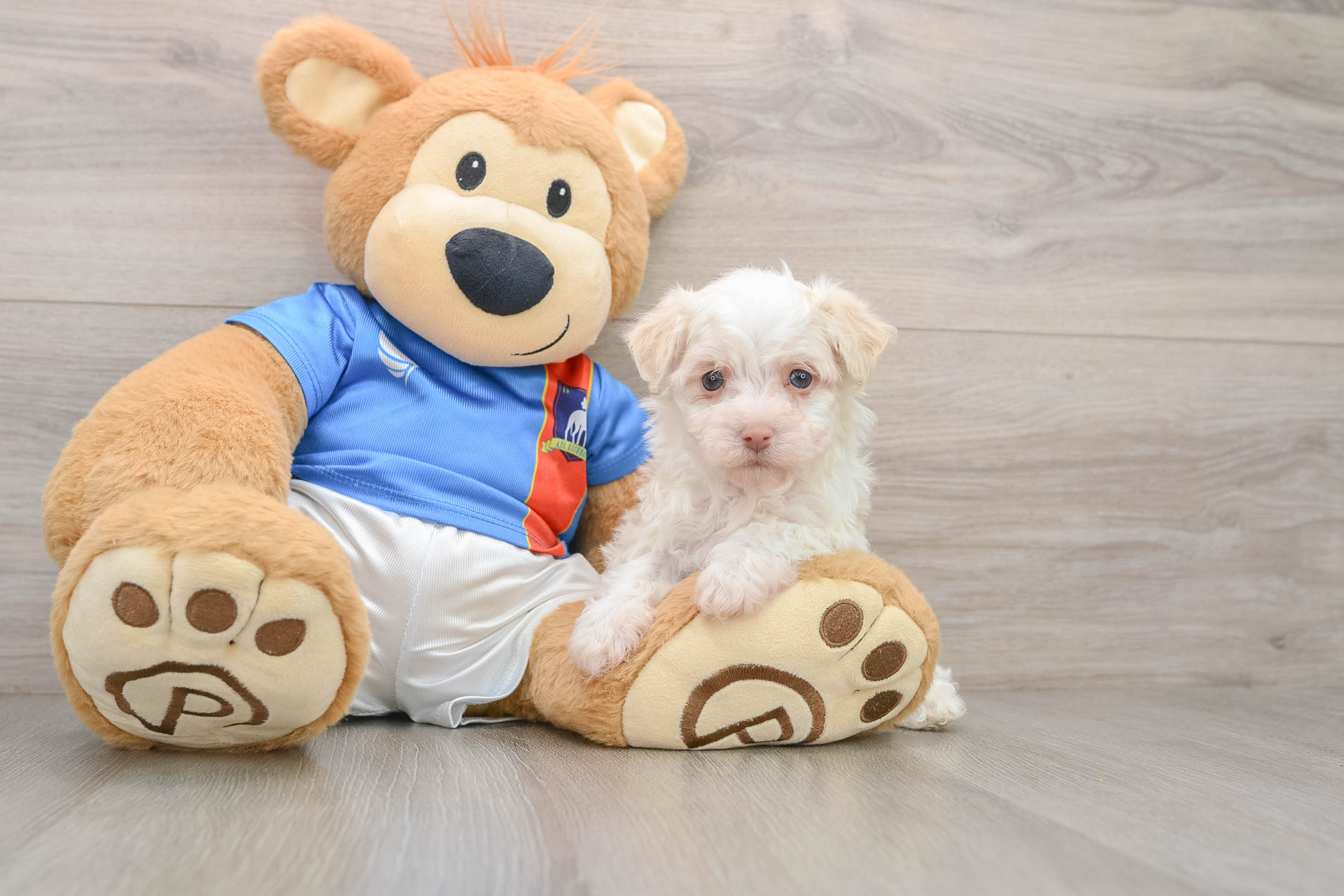 Best Havanese Baby