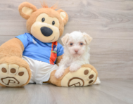 5 week old Havanese Puppy For Sale - Premier Pups