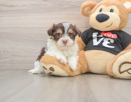5 week old Havanese Puppy For Sale - Premier Pups