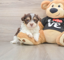 6 week old Havanese Puppy For Sale - Premier Pups