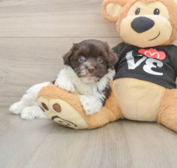 5 week old Havanese Puppy For Sale - Premier Pups
