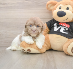 5 week old Havanese Puppy For Sale - Premier Pups