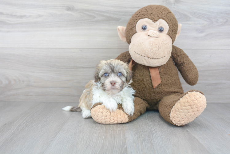 Havanese Pup Being Cute