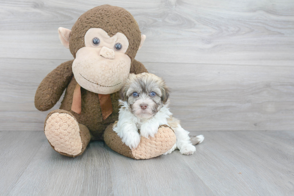 Cute Havanese Purebred Puppy