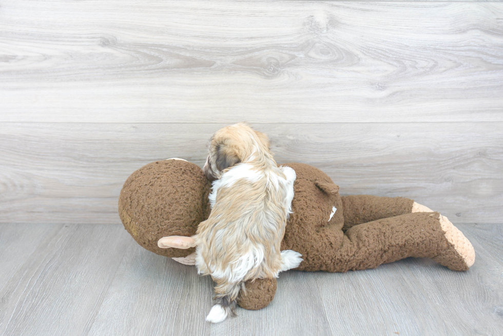 Small Havanese Purebred Pup