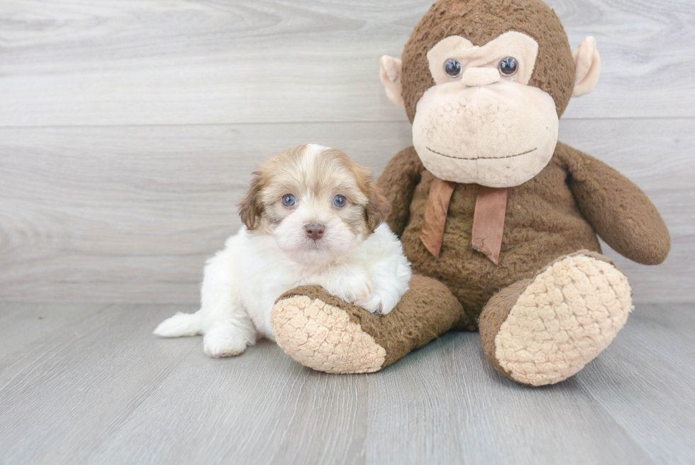 Hypoallergenic Havanese Purebred Pup