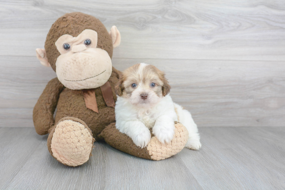 Havanese Puppy for Adoption