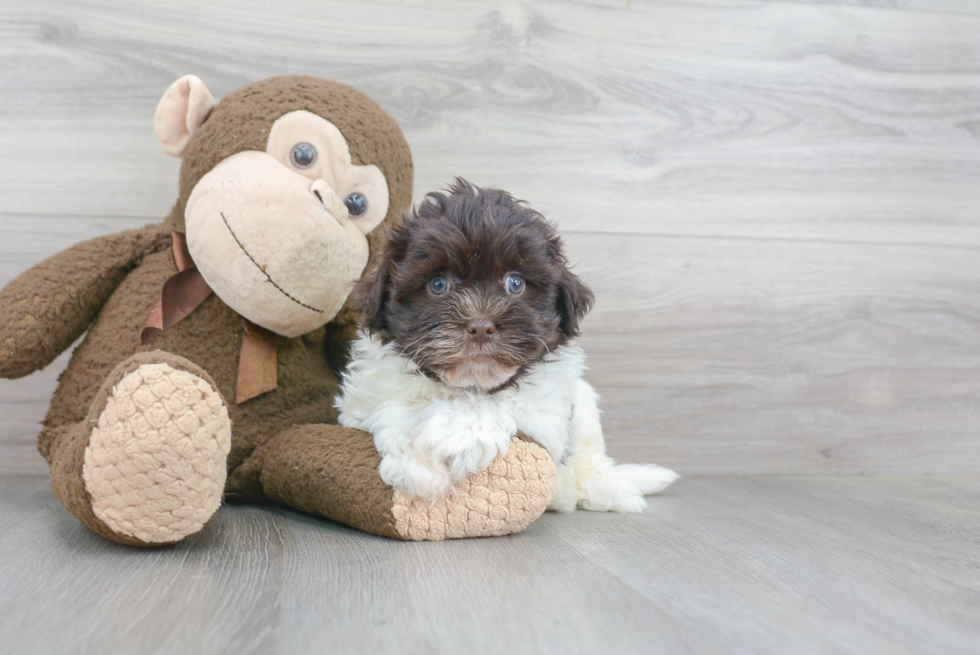 Cute Havanese Purebred Puppy