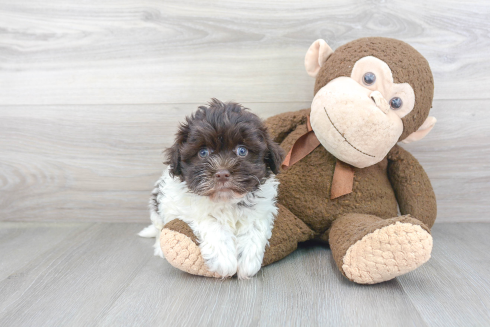 Funny Havanese Baby